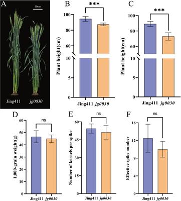 Genetic analysis and mapping of dwarf gene without yield penalty in a γ-ray-induced wheat mutant